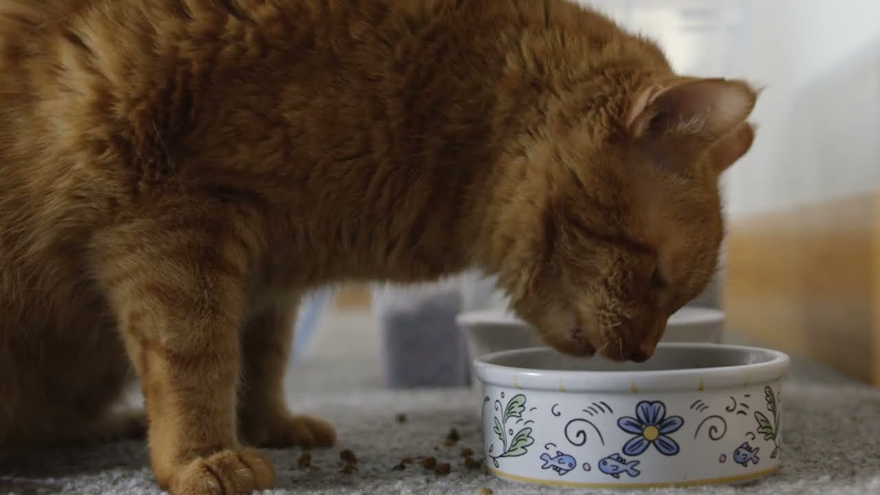 Veterinary Compounding