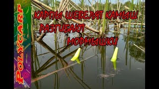 Поплавочная удочка для ловли карпа в камышах
