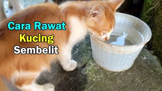 Download lagu Cara rawat kucing sembelit sendiri mudah mp3 Download lagu Cara rawat kucing sembelit sendiri mudah mp3