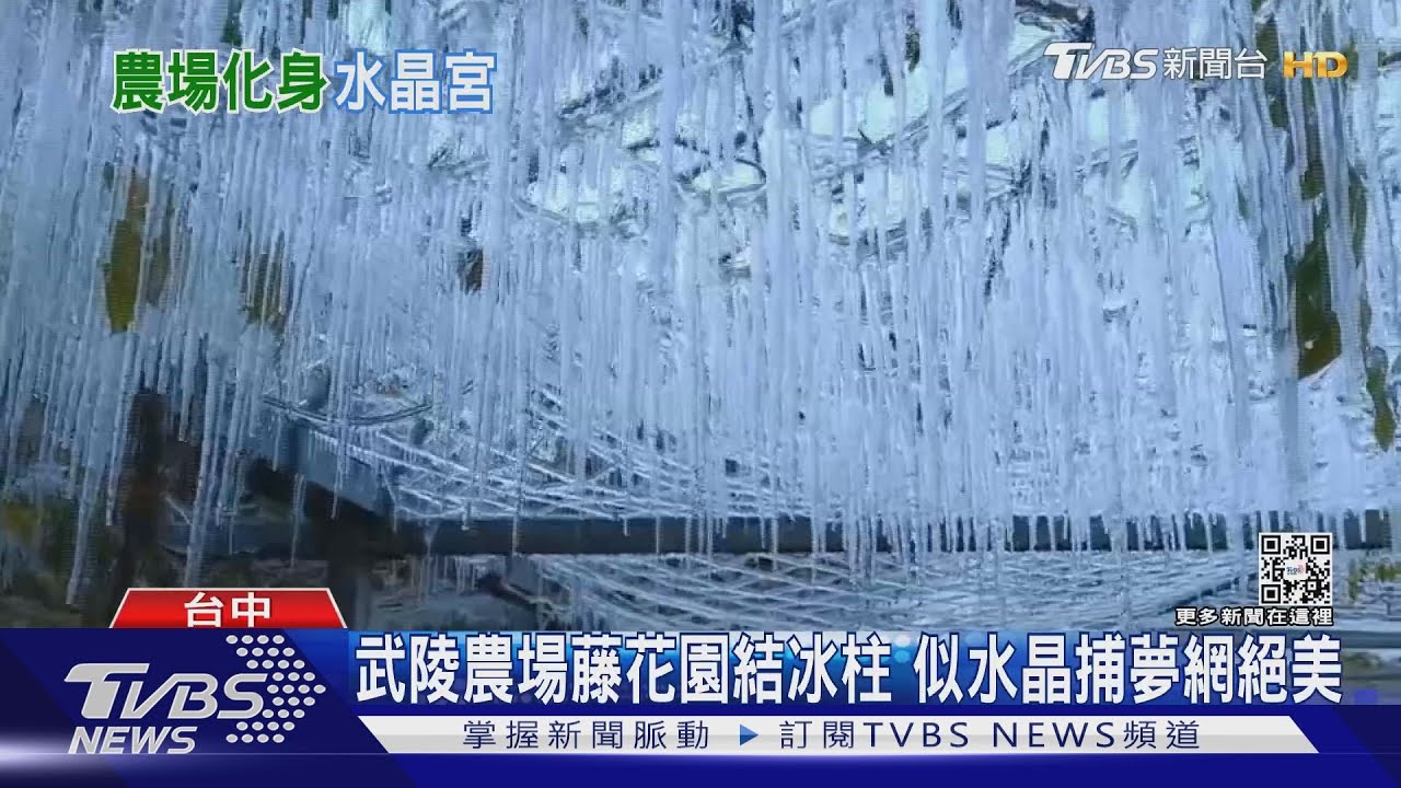 福壽山藍茵湖「冰封」錦鯉 農場:魚兒悠游中