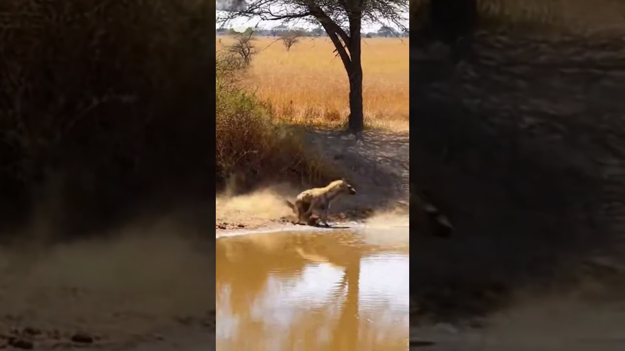 He Escaped… But the Hyena Didn’t 😳🐊