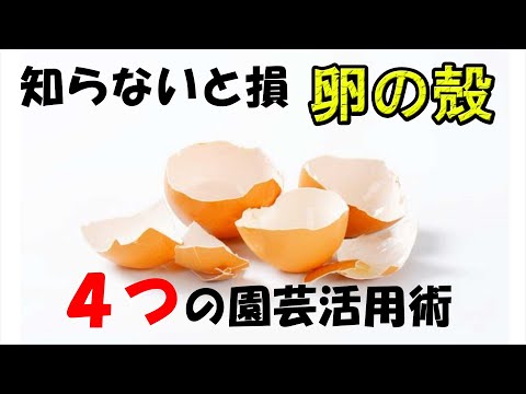 なぜ卵の殻を緑の植物に入れるのか、屋内、屋外、花、菜園