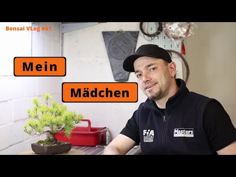 Mein Mädchen - Mädchen-Kiefer (Pinus pentaphylla) [Umtopfen & Rückschnitt] | Bonsai VLog #61