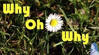 Alice Wonderlou - Why Oh Why (official music video)