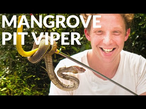 Secret Snake in the Mangroves ?