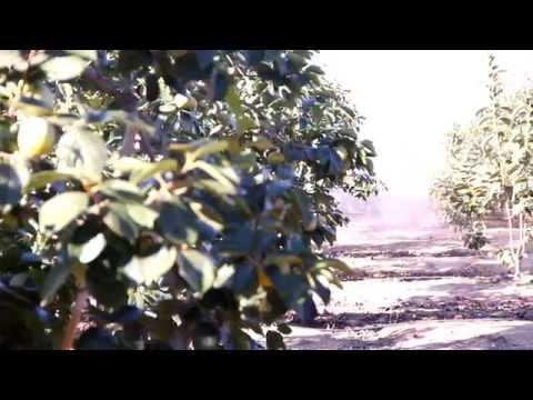 Fotograma del vídeo: Tiempo de caquis