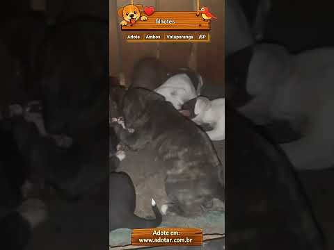 Vídeo de filhotes