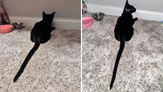 Owner Shocked by 6 Month Old Cat’s Tail—Shares Photo To Prove It