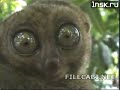 Dolby THX Dramatic Lemur