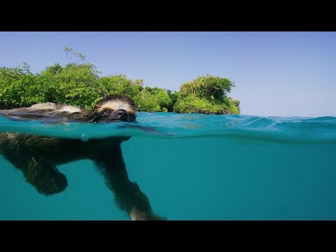 image-Do sloths swim quickly?