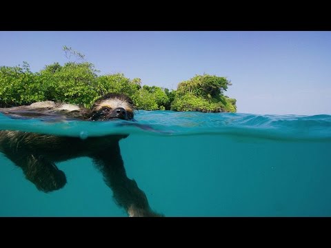 Curious kids: why do sloths go slow?