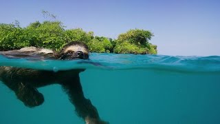 Single Swimming Sloth Seeks Same - Planet Earth II - Series Premiere in early 2017 on BBC America