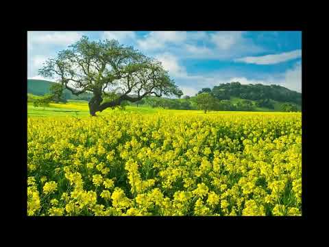 GORUŠIČINO SEME  - OŠO