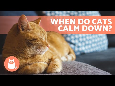 What AGE Do KITTENS CALM DOWN? 🐱 (Kitten to Adult Cat Development)