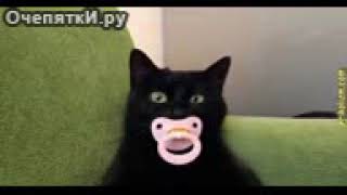 Неуёмные приколы с кошками