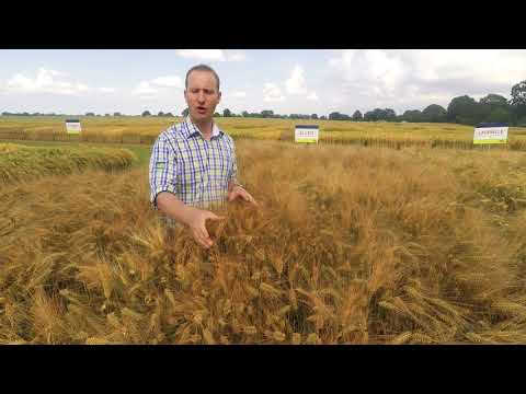 Saaten-Union: Winterfuttergerste ELLEN, Vertriebsberater Daniel Freitag, Standort Gudow