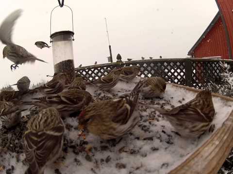 Sitting on tray feeder WITH the Common Redpolls _ Assis DANS la mangeoire avec les Sizerins Flammés