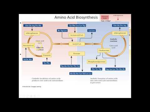 Lecture 18B: Amino Acid Anabolism