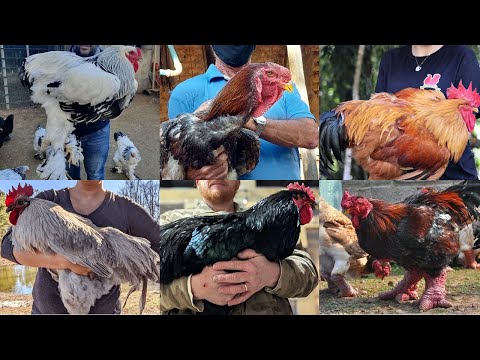 TOP 10: AS MAIORES RAÇAS DE GALINHAS DO MUNDO