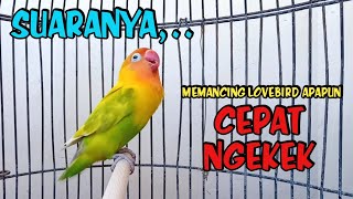 Download lagu Suara Lovebird Ngekek Panjang JOSS, SUARANYA CEPAT MEMANCING LOVEBIRD JADI GACOR RAJIN BUNYI mp3