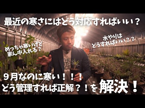9月のシルバーキャンドル 植物
