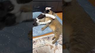 足がピーンとなる猫 #shorts