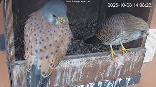 Pustułki w Starostwie Legionowo(PL) - spotkanie rezydentów 2025 10 28