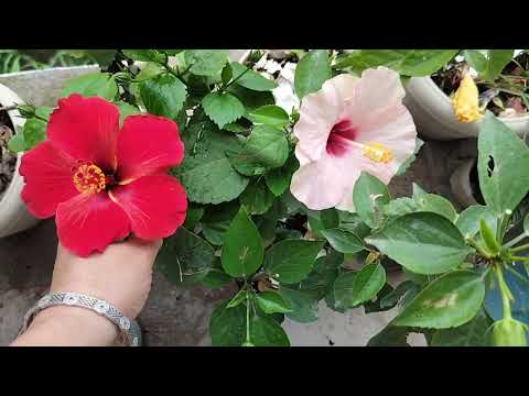 Hibiscus plant care tips/get maximum flowers in hibiscus small plants/organic fertilizer for plants