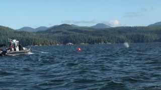 Freeing humpback whale entangled in fishing gear