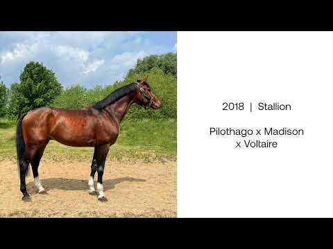 Nilot F: PILOTHAGO x MADISON