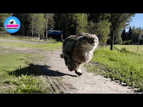 This Cat Doesn’t Just Run – She Flies