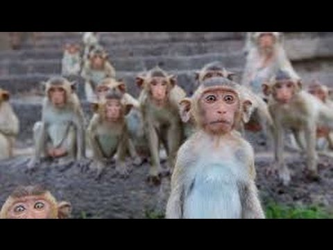 Affenplage - Indien [Doku 2016]