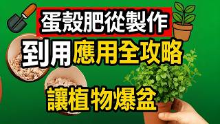 蛋殼肥怎麼做？哪些植物最愛？九層塔也能用嗎？分解時間公開！