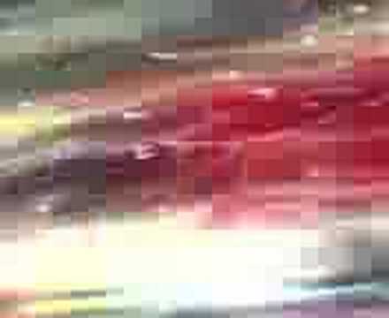 CSKA MOSCOW WINNER 2008