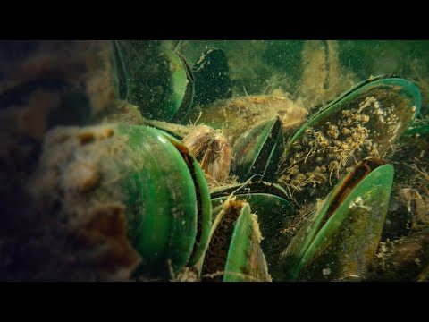 Te Aupōuri making waves in Green-lipped Mussel industry | Te Ao Mārama