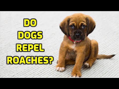 YouTube video about: Does dog poop attract roaches?