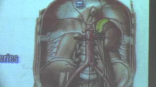 15-( abdomen) Dr.Hossam Yahia 27/3/2016 (Abdominal aorta)