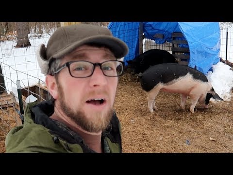 Lessons I've Learned From Raising Pigs in the Winter
