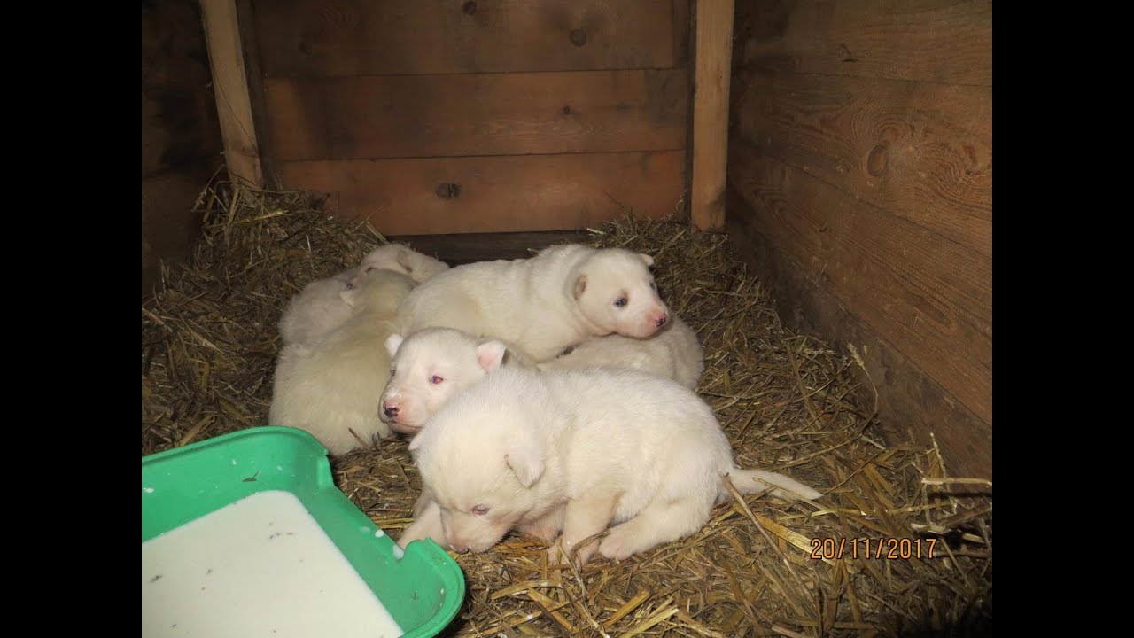 МАЖУ ЩЕНКАМ МОРДОЧКИ МОЛОКОМ!!!