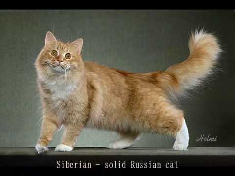 77 Cat Breeds in 4 and a half minutes - phew!