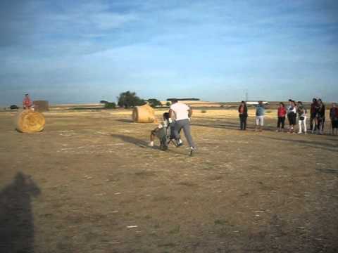 AGROLIMPIADAS - PRUEBA CARRETILLA - COLLADO DE CONTRERAS