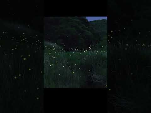Fireflies | How long has it been since you've seen a firefly?