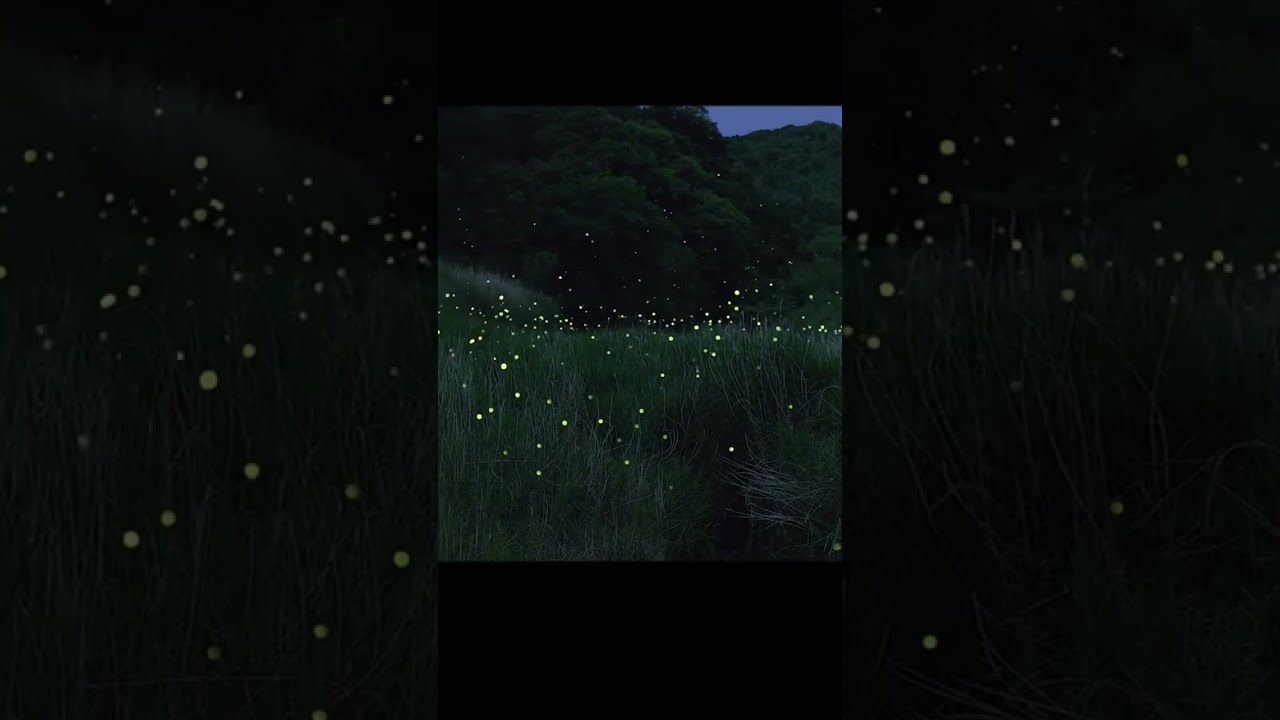 Fireflies | How long has it been since you've seen a firefly?