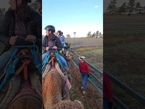 Sunrise Camel Ride at Summer Land Camels #shorts