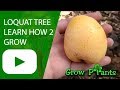 Loquat tree - grow, care, harvest & EAT (Eriobotrya japonica)