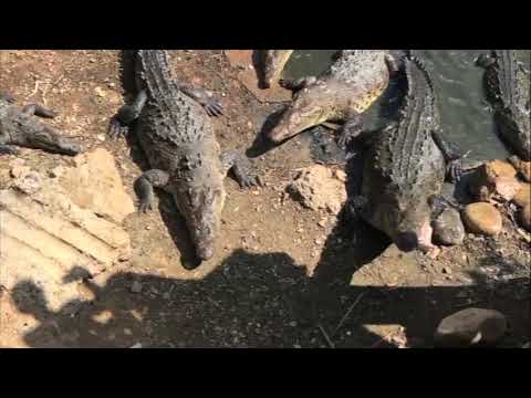 Swellmagnet.com - A CRAZY Guy Hand Feeding Wild Crocodiles by Hand near Ixtapa, Mexico