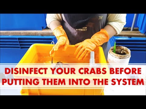 DISINFECT YOUR CRABS BEFORE PUTTING THEM INTO THE SYSTEM! We Show You How | RAS Aquaculture