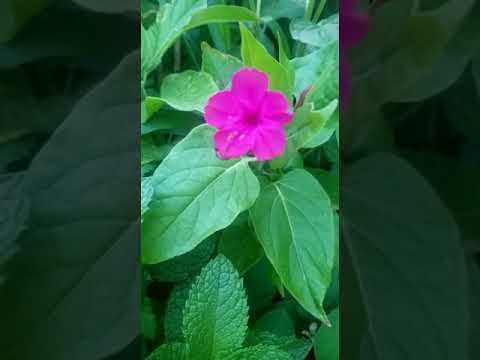 Our flower is blooming my garden 2024