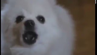 Dogs Foxs Donkeys and Goats face off and sing Linkin Park Numb