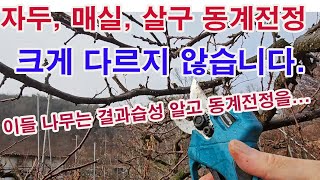 자두, 매실, 살구나무 동계전정 이들 모두 크게 다르지 않습니다. 이들 나무는 결과습성 알고 동계전정을 하면…